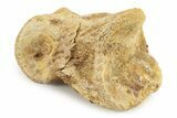 Fossil Toe Bone - Kem Kem Beds, Morocco #241029-1